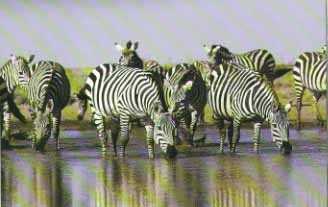 zebras